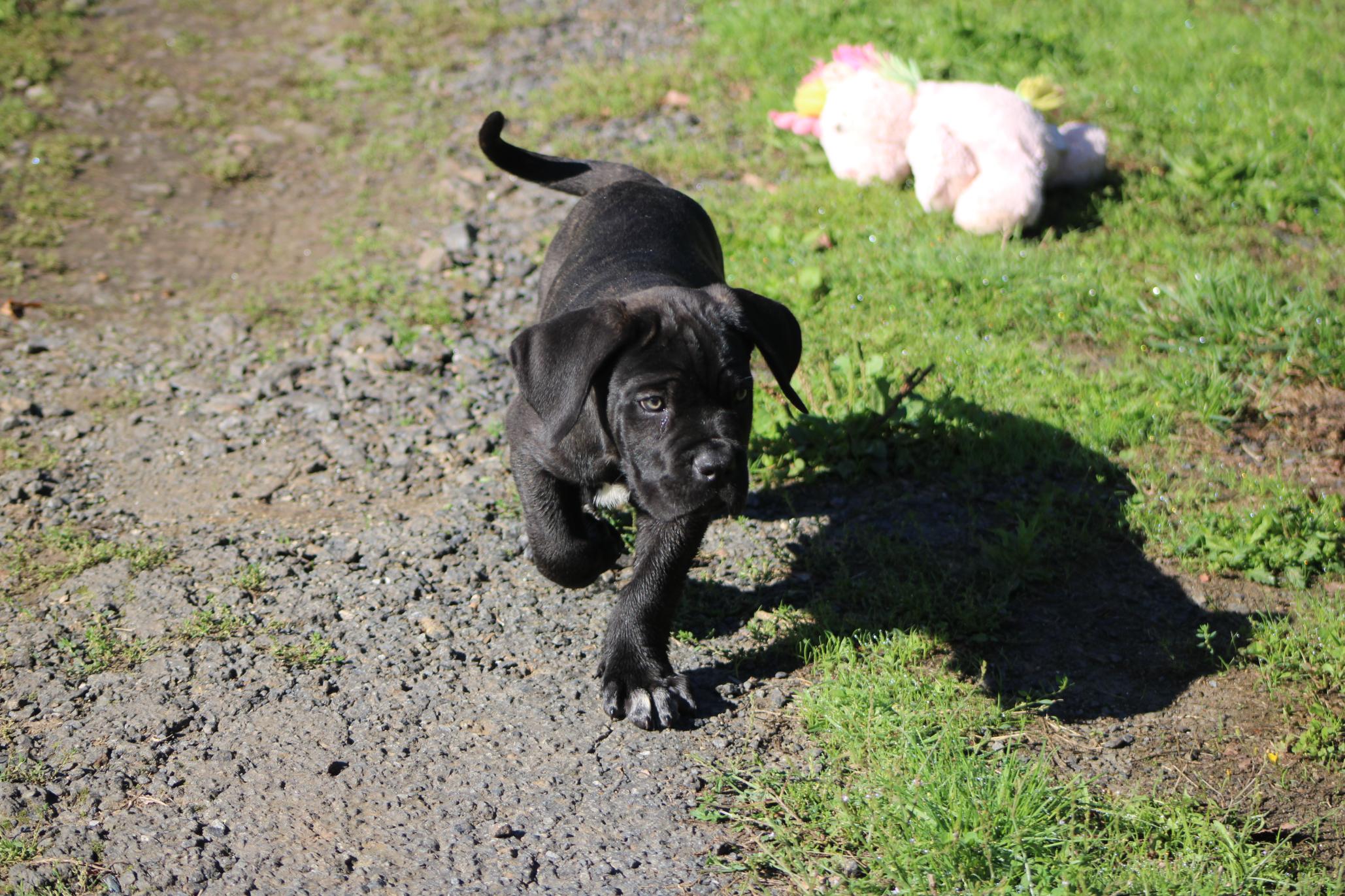 Image Cane Corso