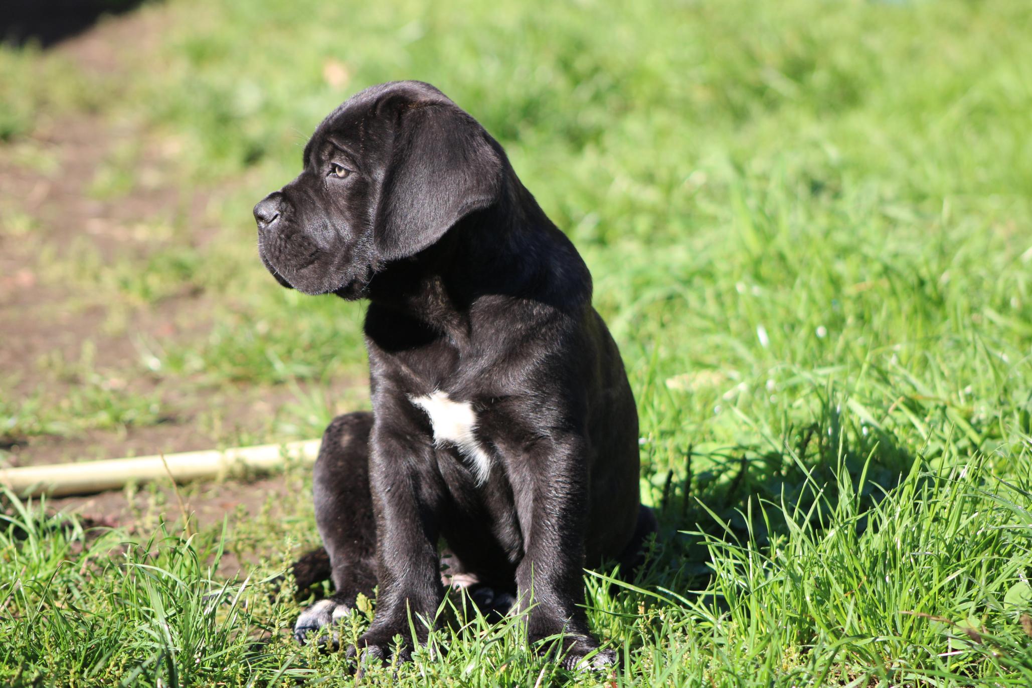 Image Cane Corso