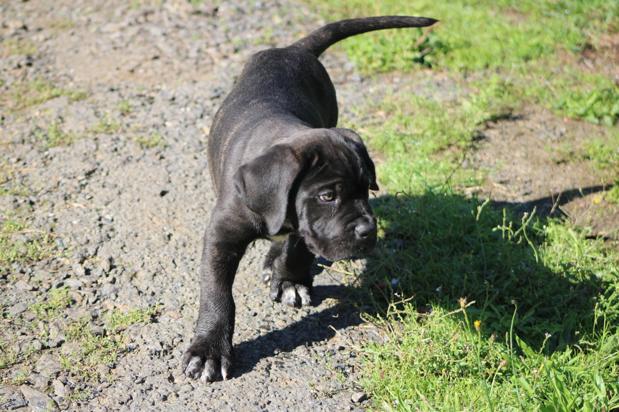 Image Cane Corso