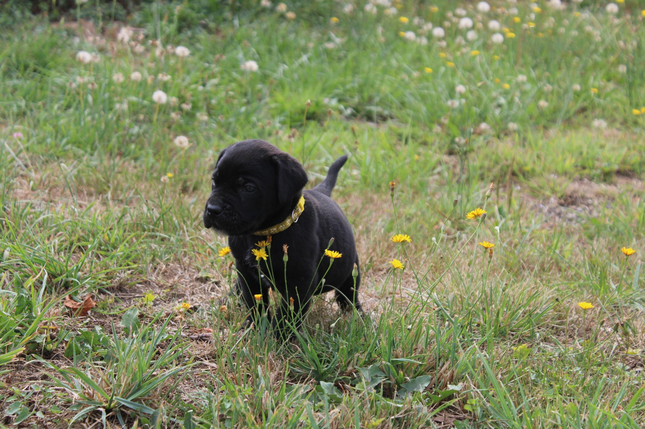 Image Cane Corso