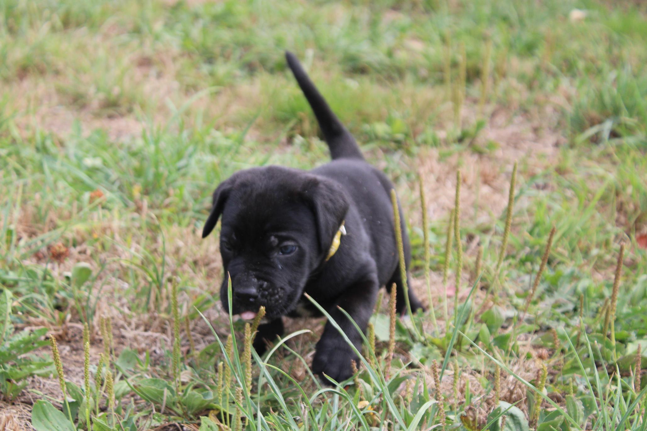 Image Cane Corso
