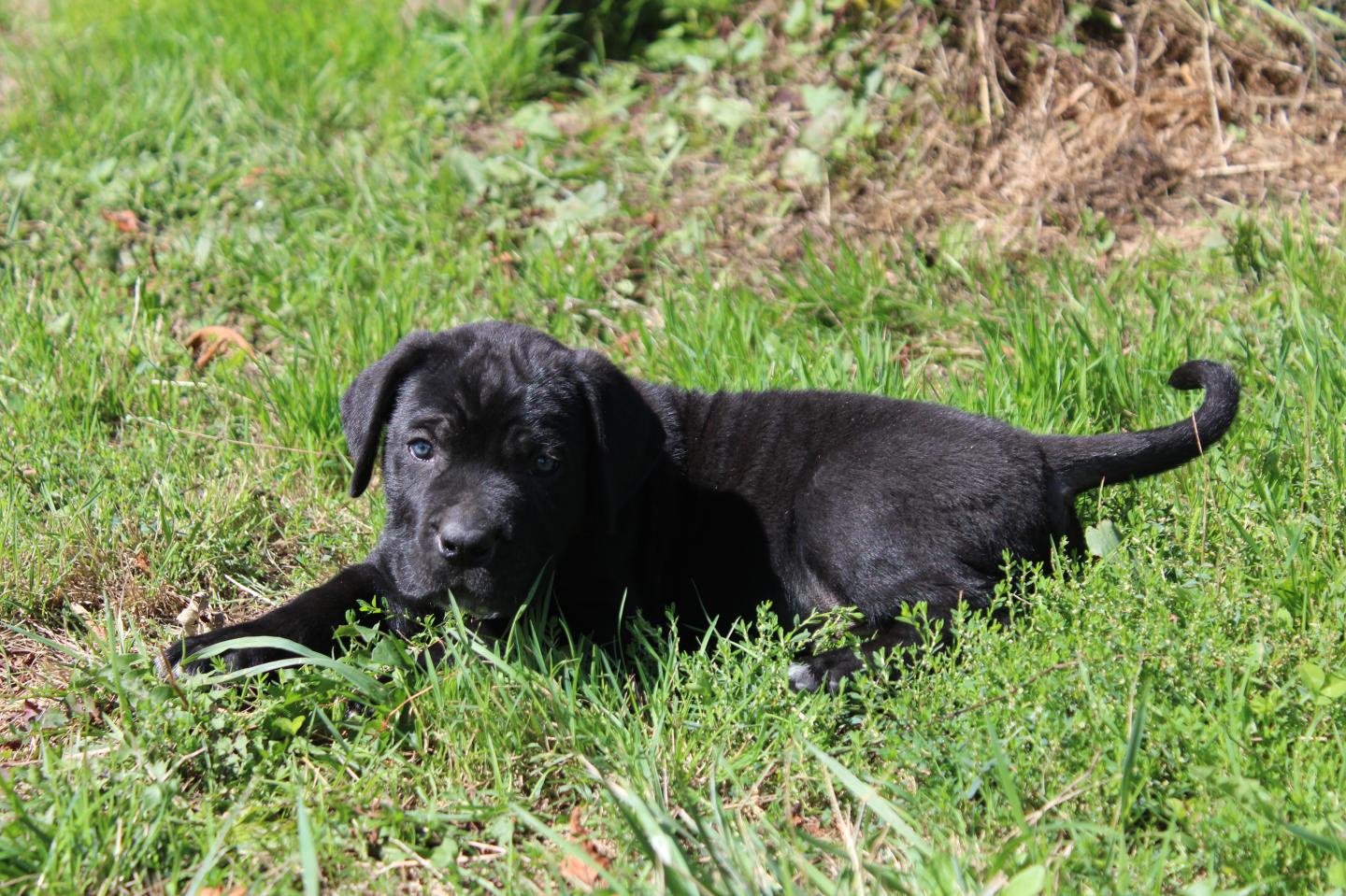 Image Cane Corso