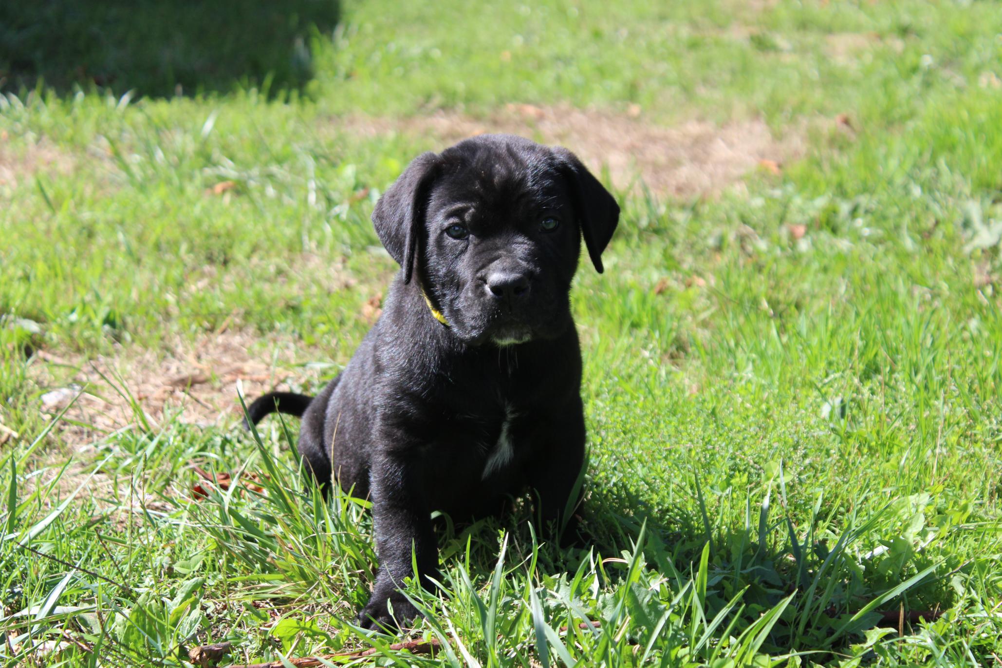 Image Cane Corso