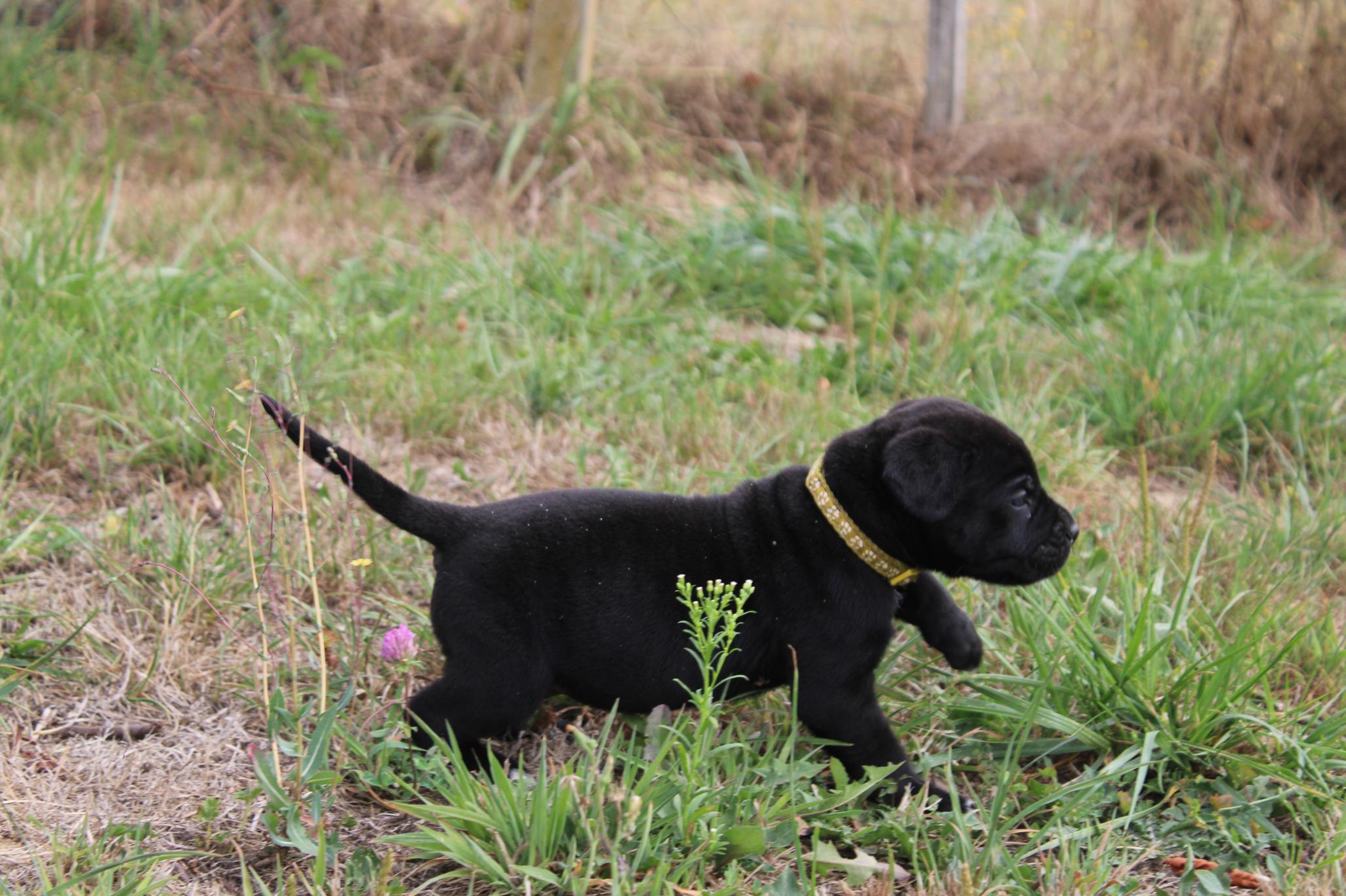 Image Cane Corso