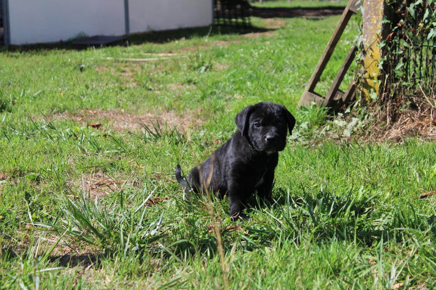 Image Cane Corso