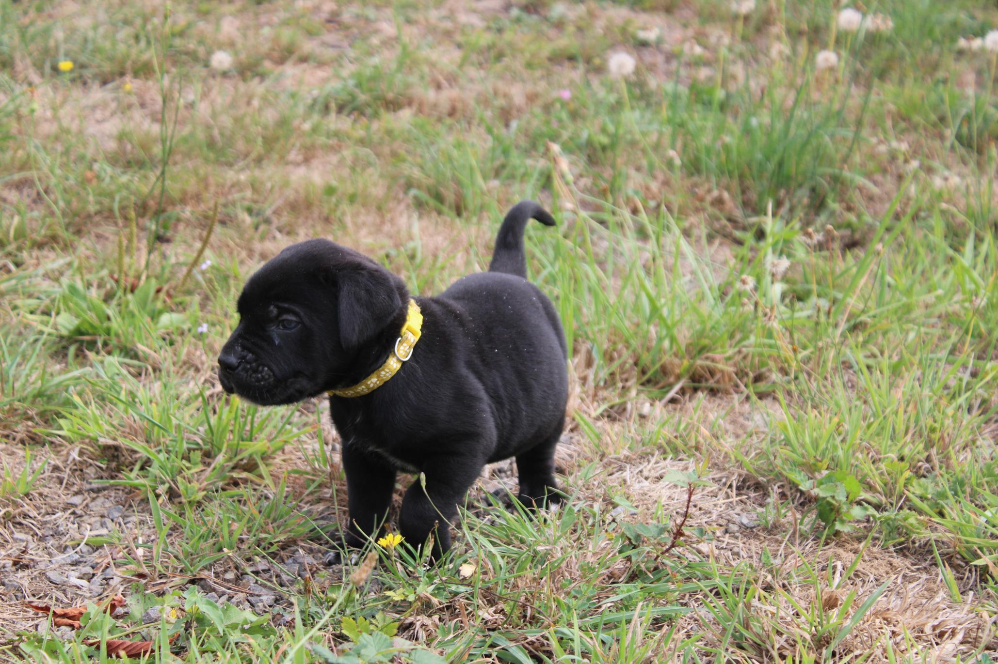 Image Cane Corso