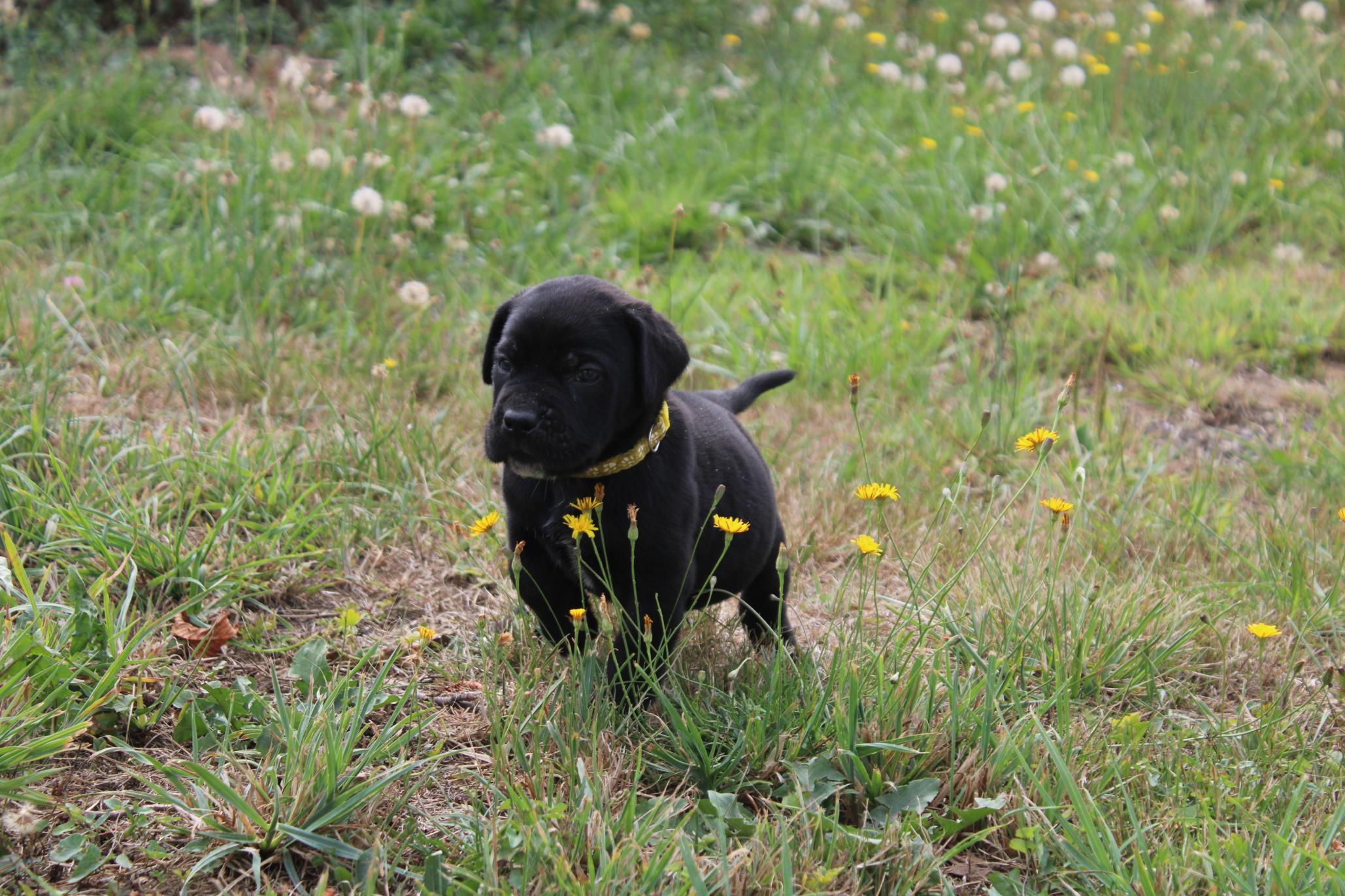 Image Cane Corso
