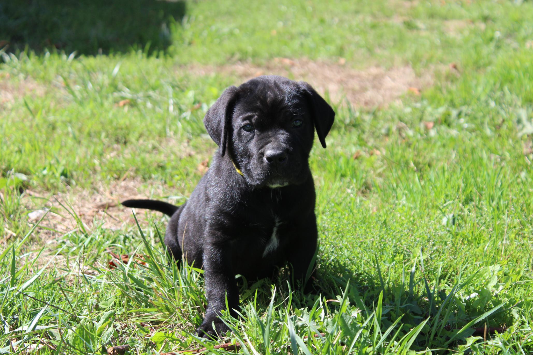 Image Cane Corso