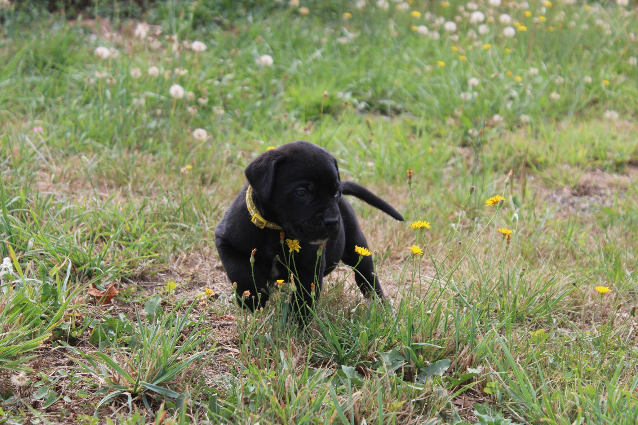 Image Cane Corso