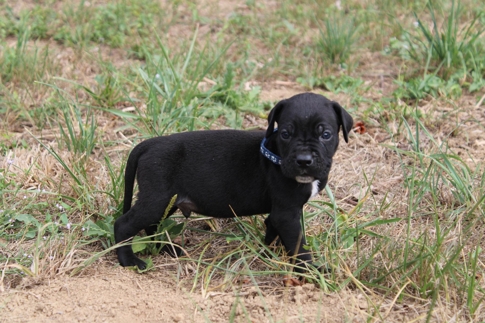 Image Cane Corso