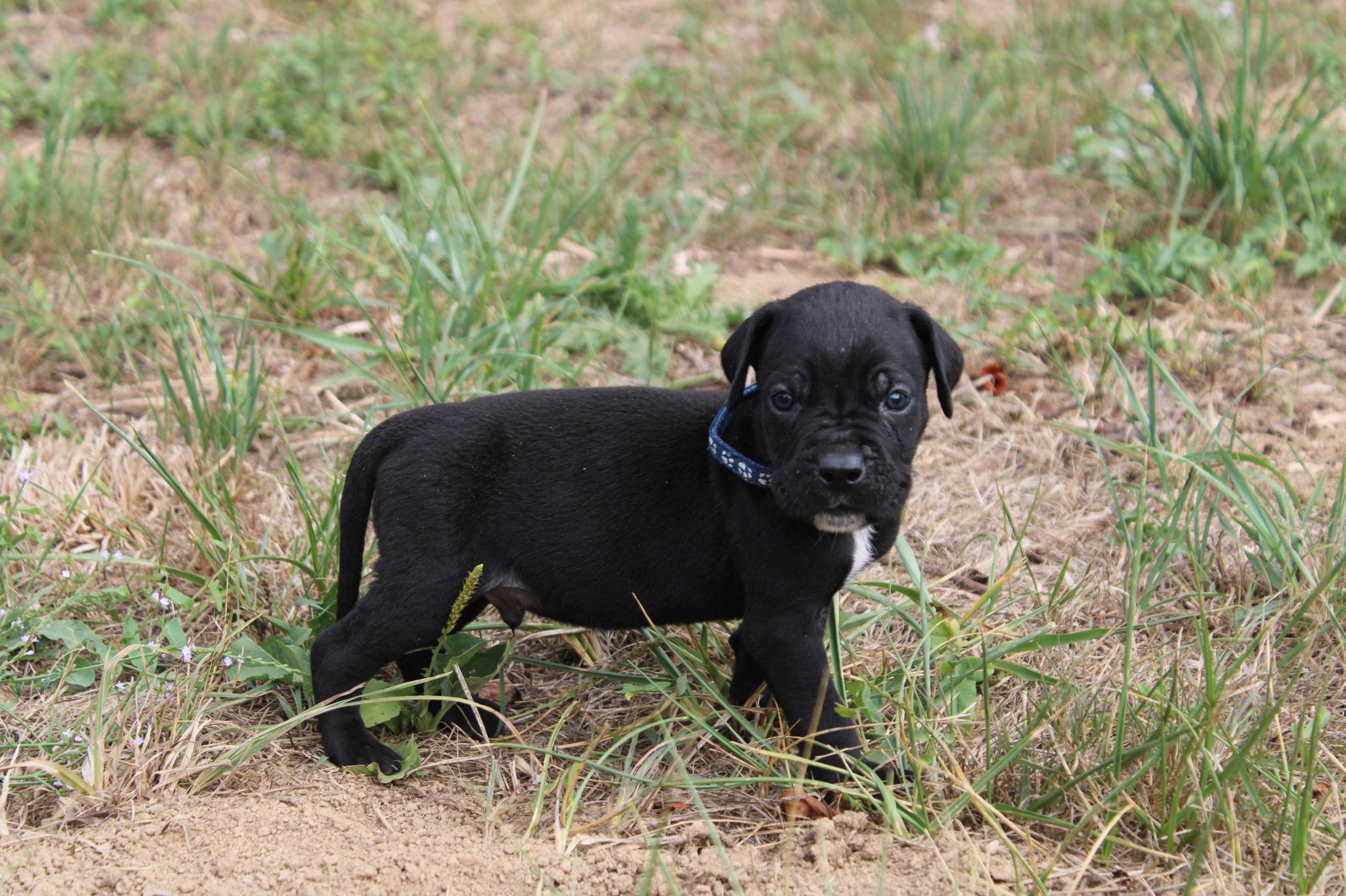 Image Cane Corso