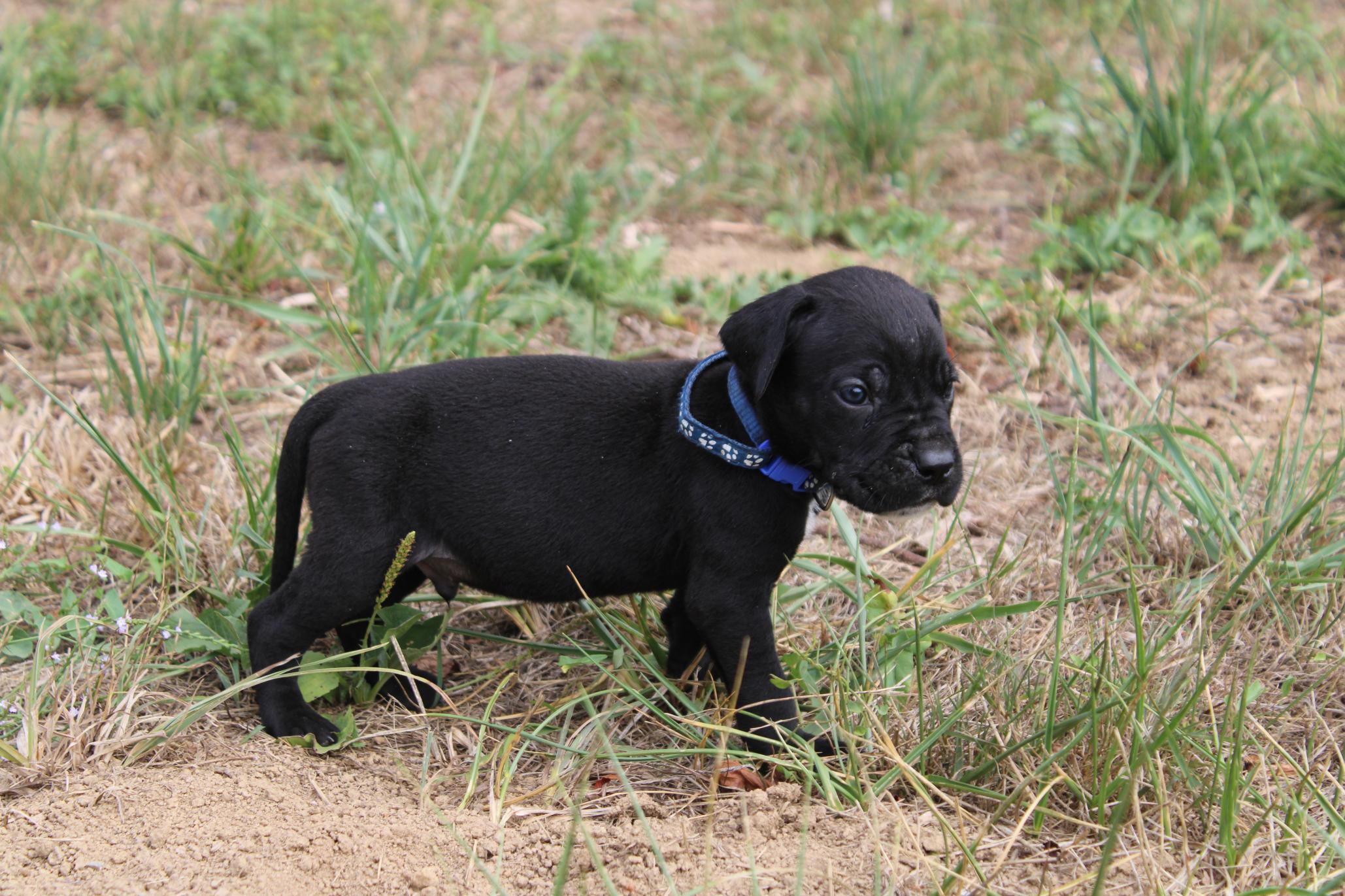 Image Cane Corso