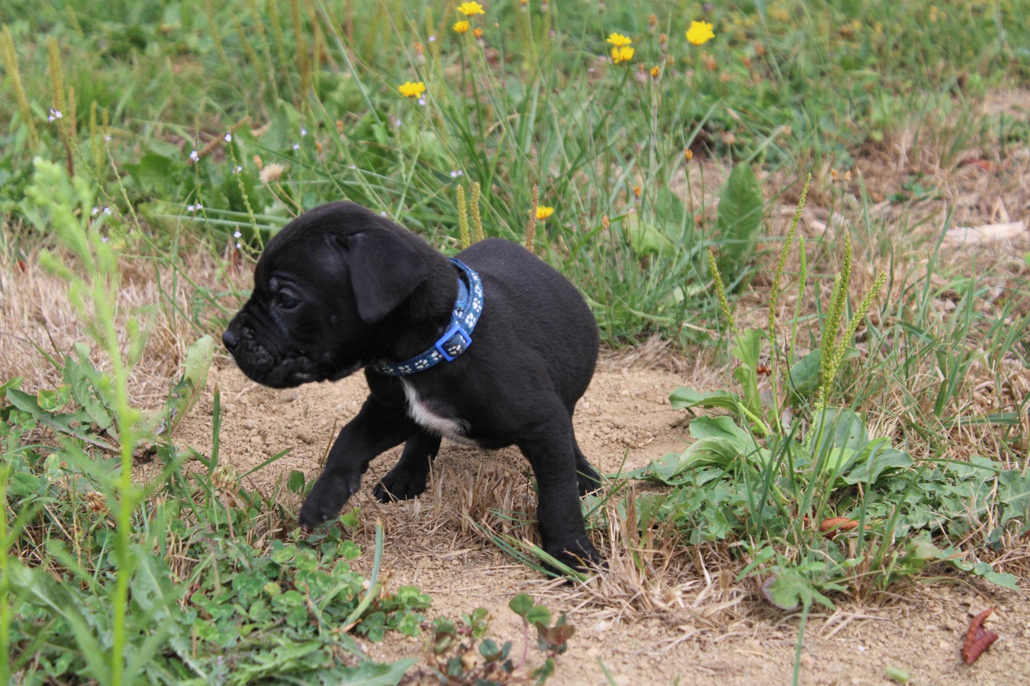 Image Cane Corso