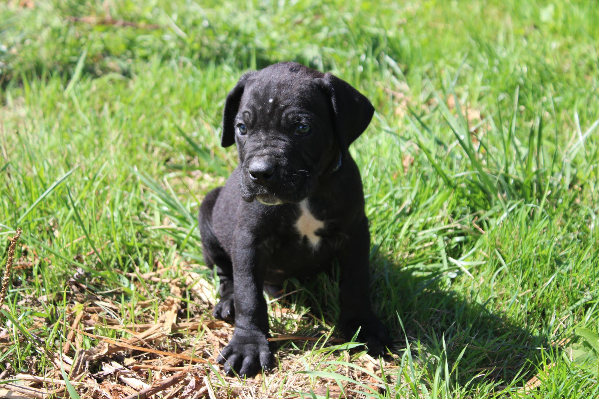 Image Cane Corso