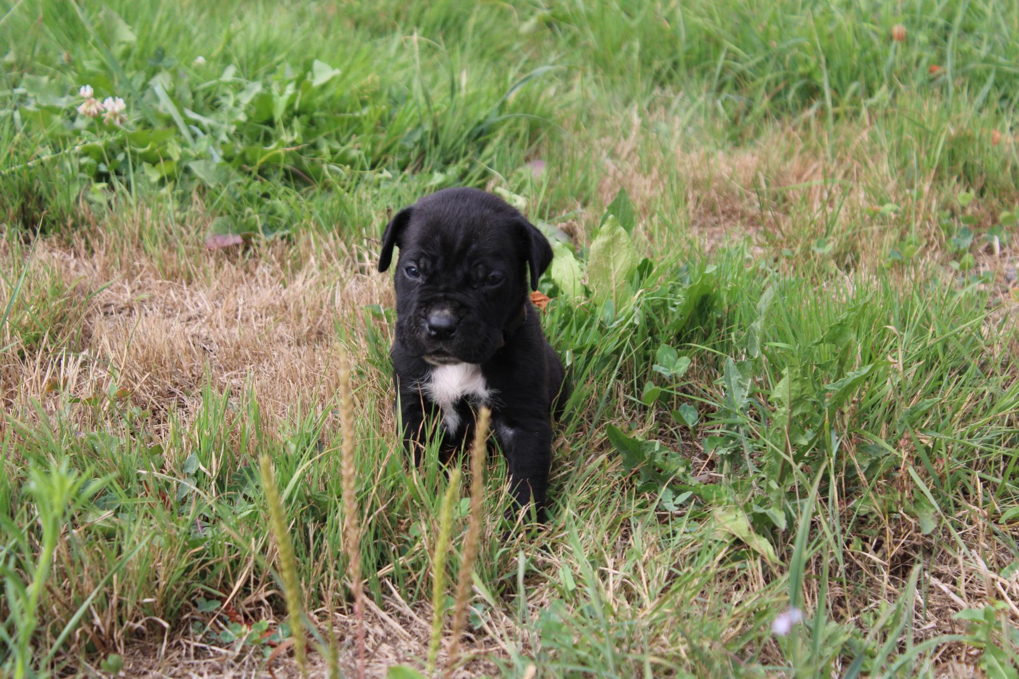 Image Cane Corso