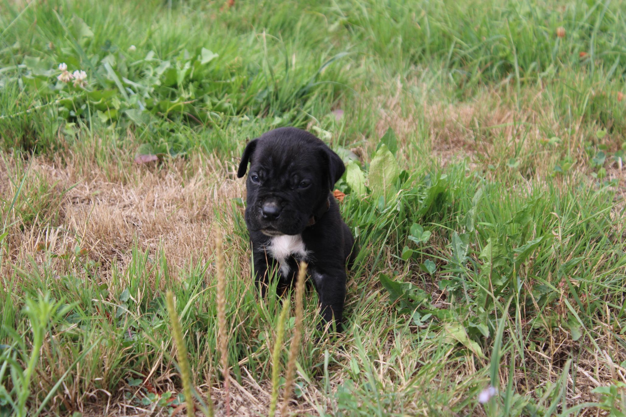 Image Cane Corso