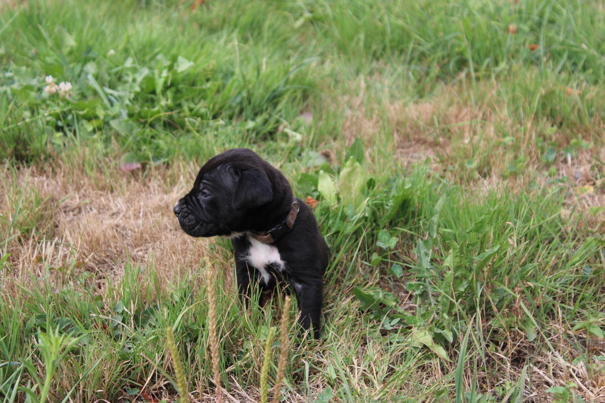 Image Cane Corso
