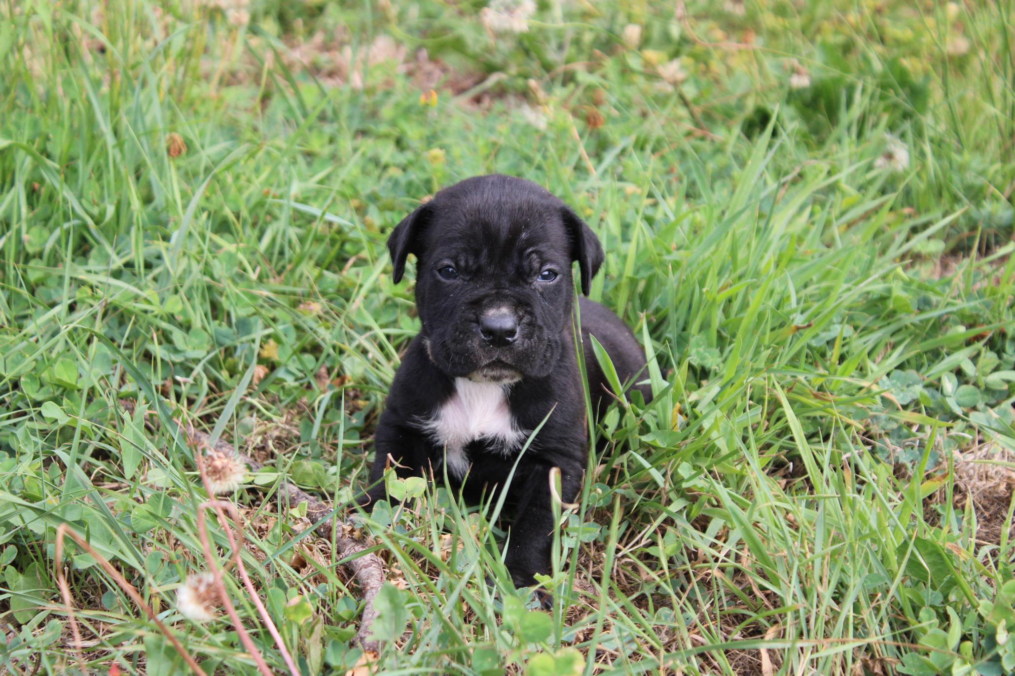 Image Cane Corso