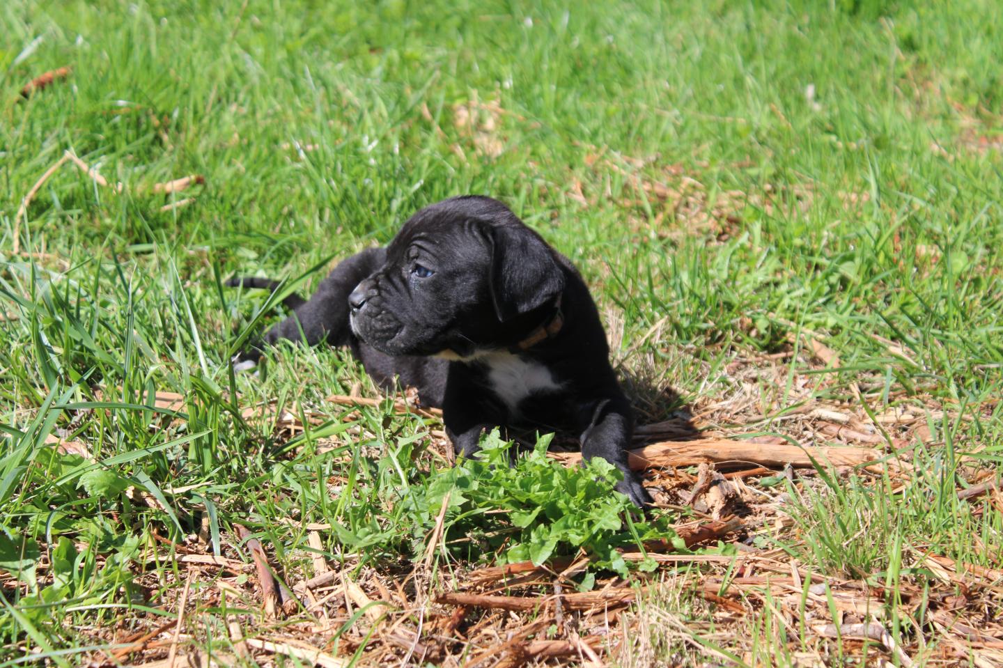 Image Cane Corso
