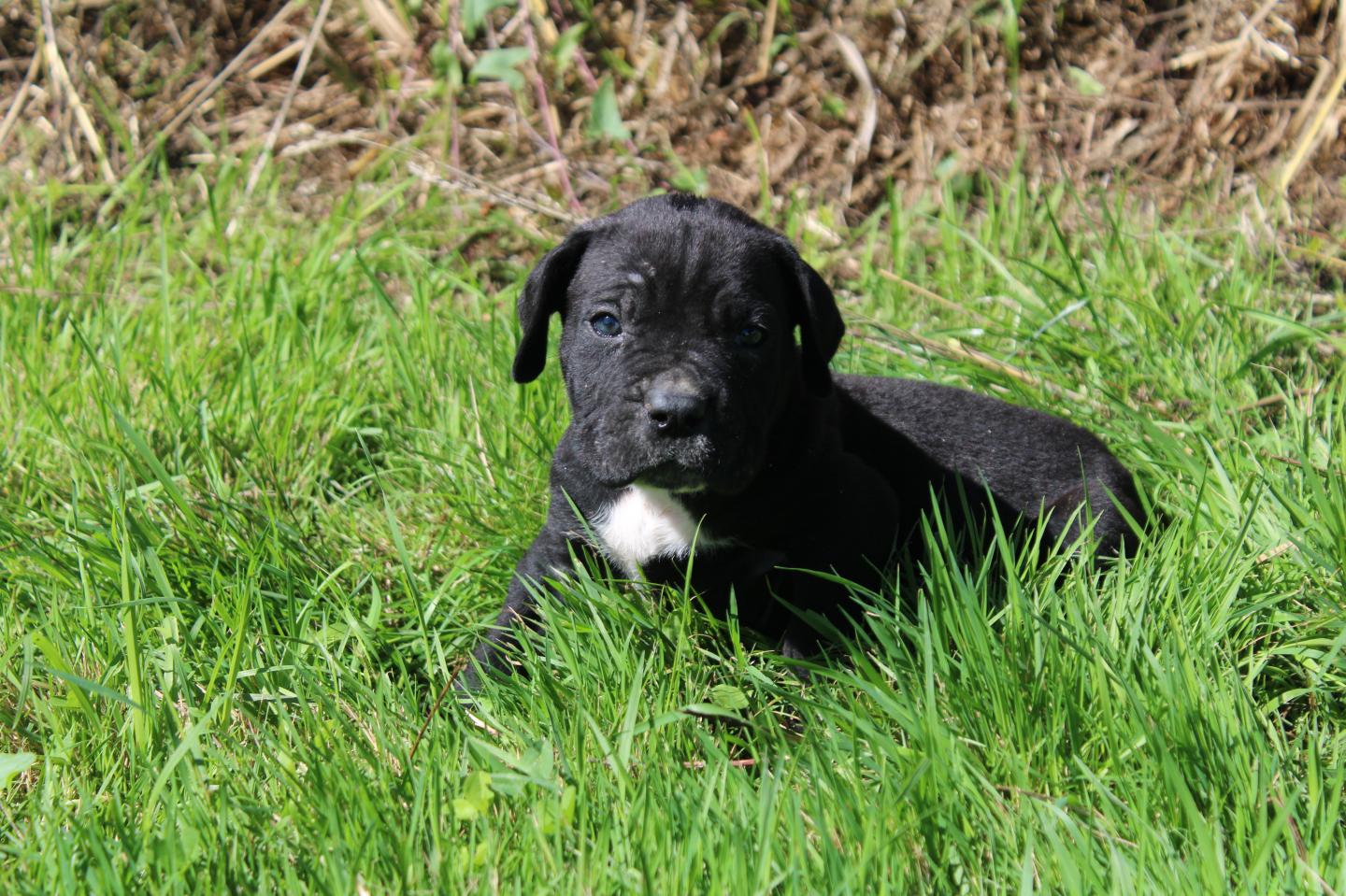 Image Cane Corso