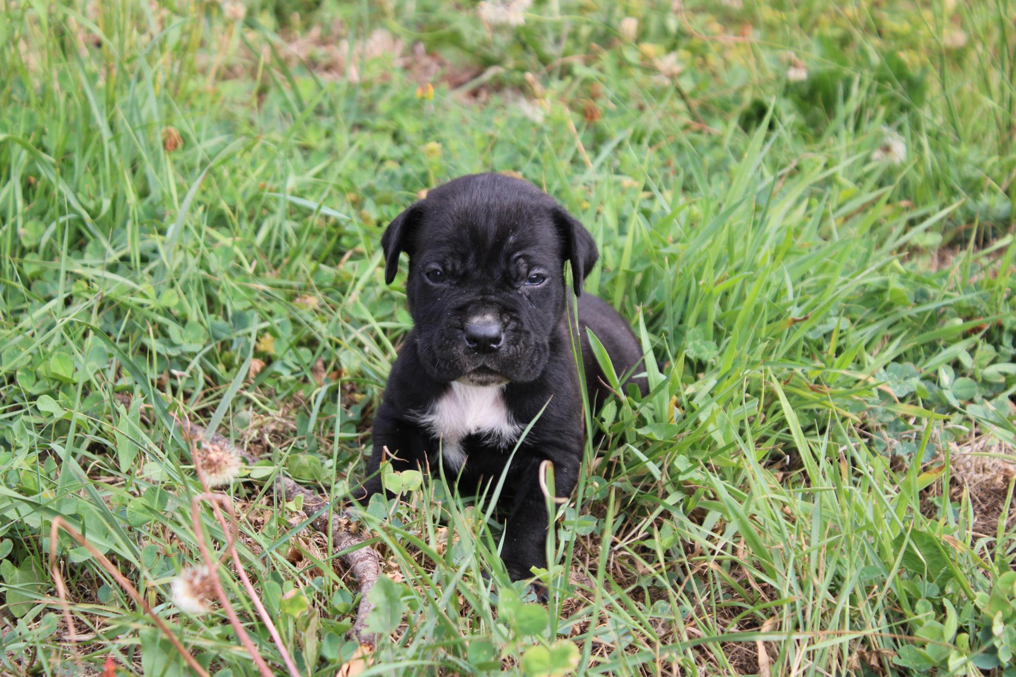Image Cane Corso