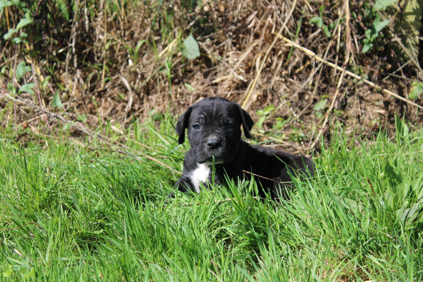 Image Cane Corso