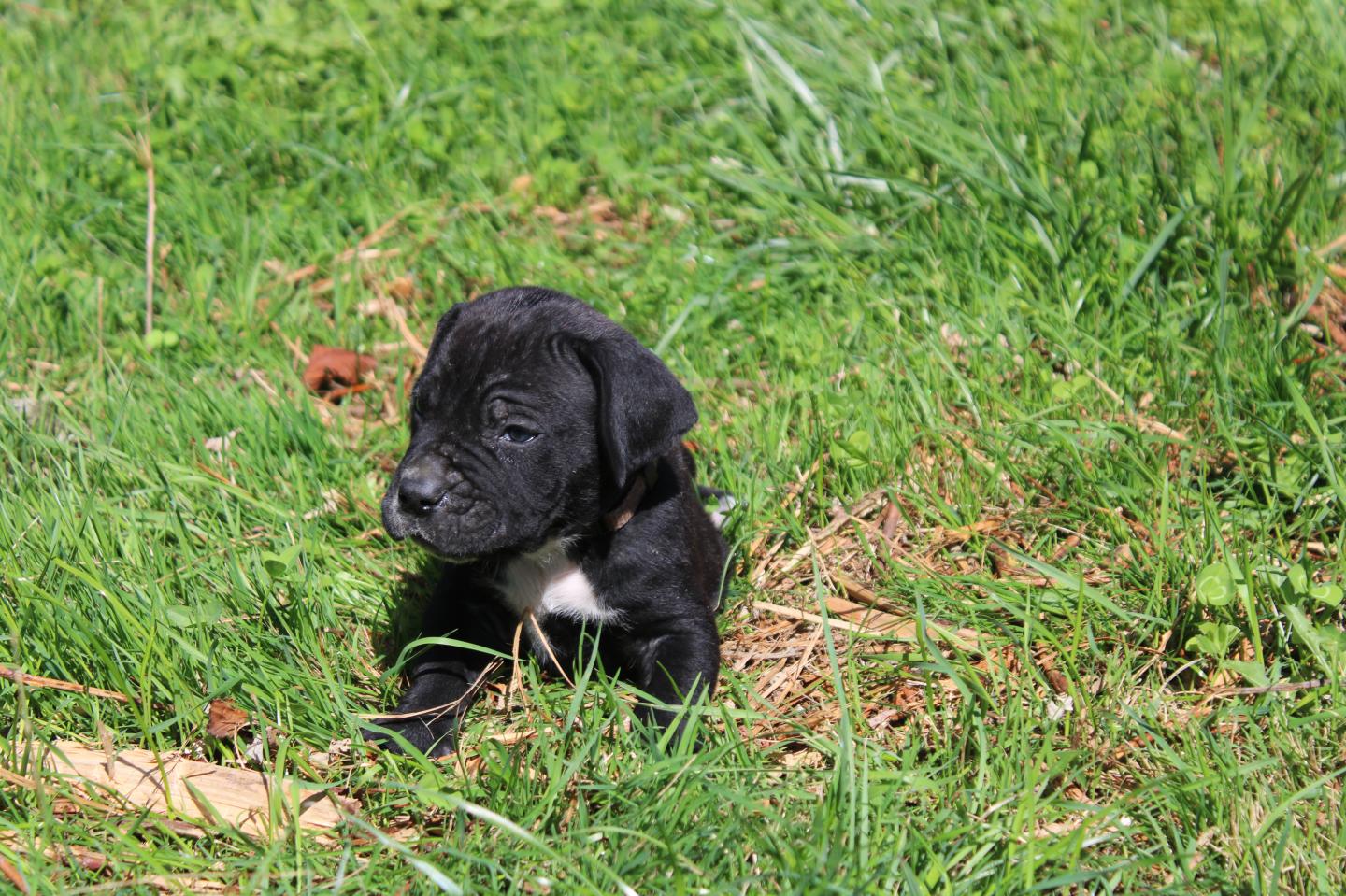 Image Cane Corso