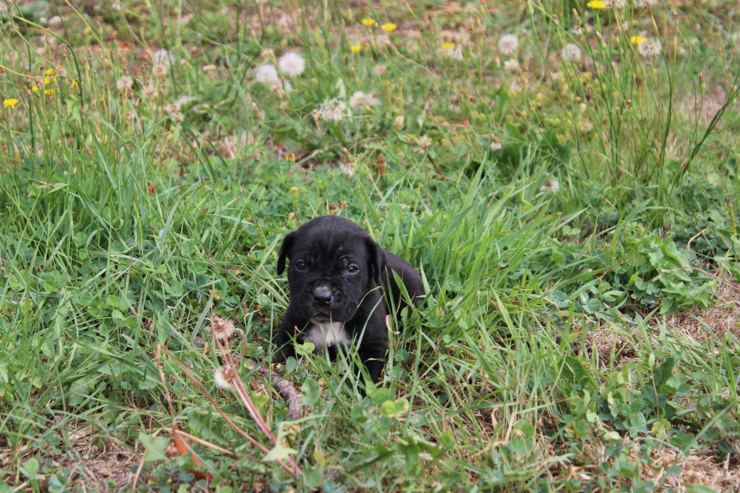 Image Cane Corso