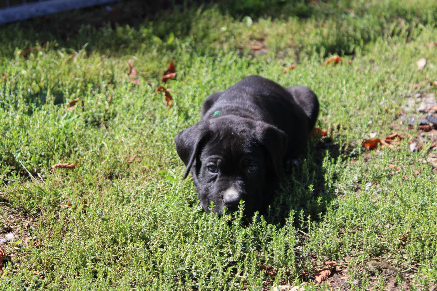 Image Cane Corso