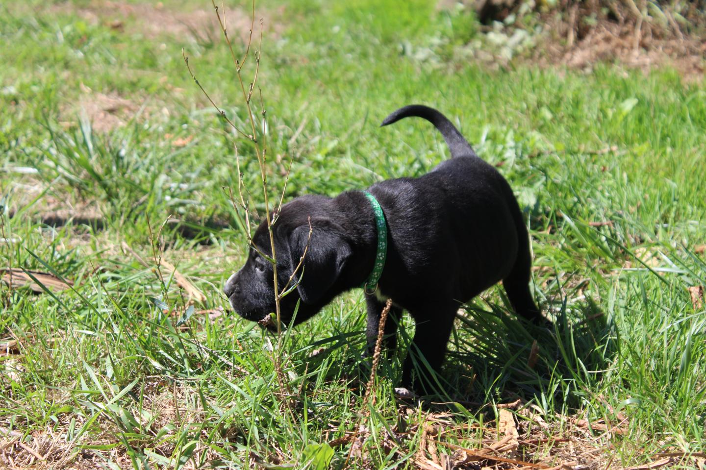 Image Cane Corso