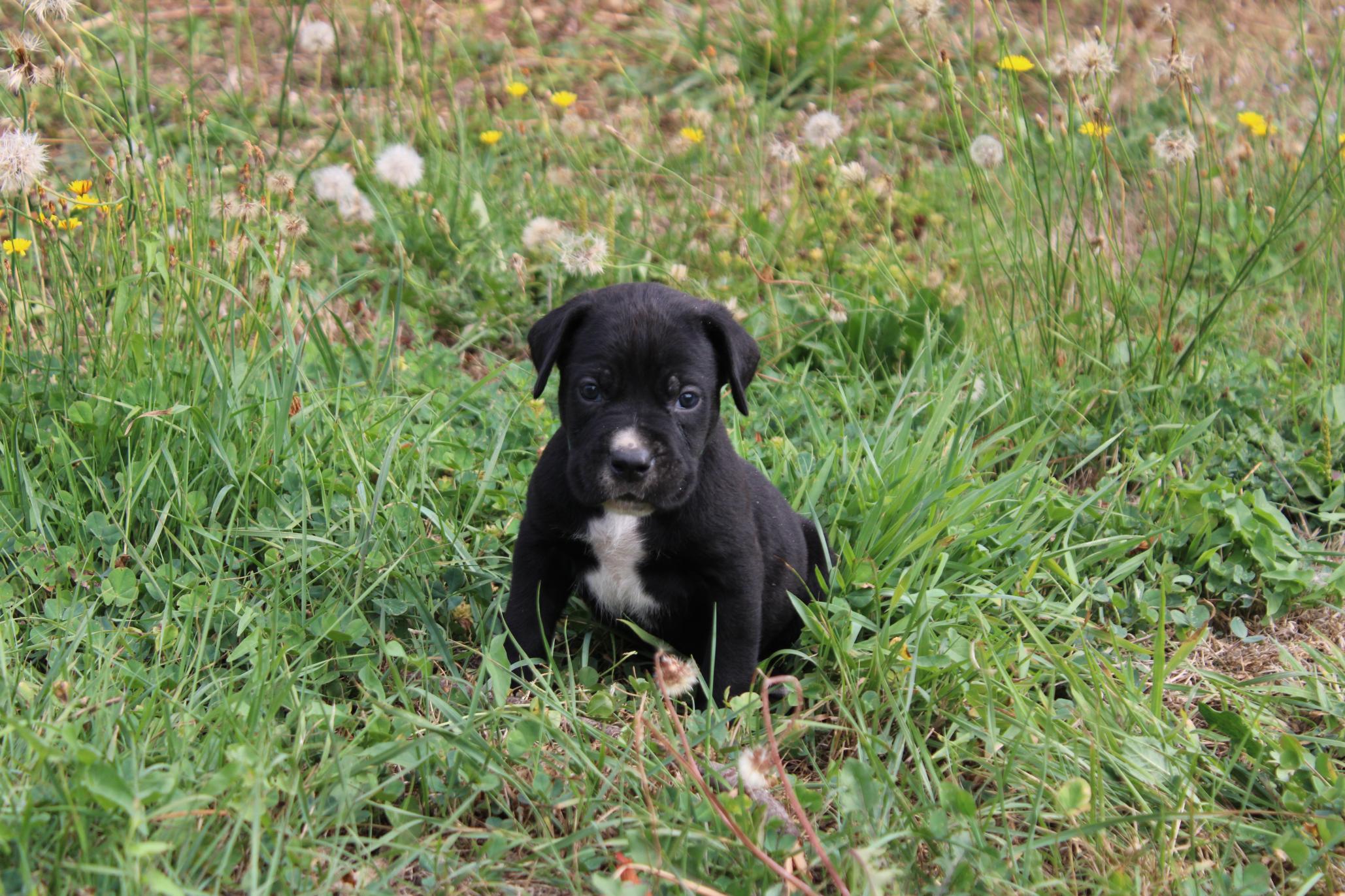 Image Cane Corso