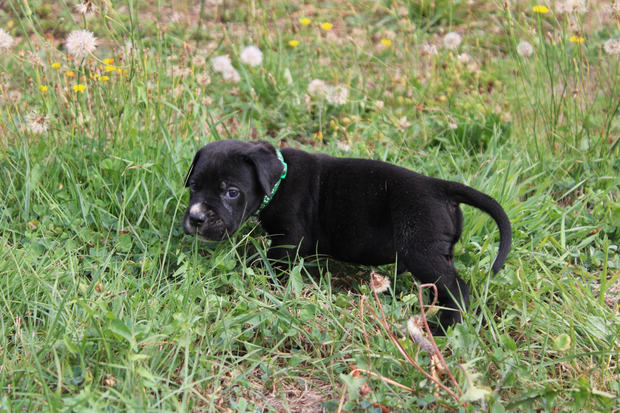 Image Cane Corso
