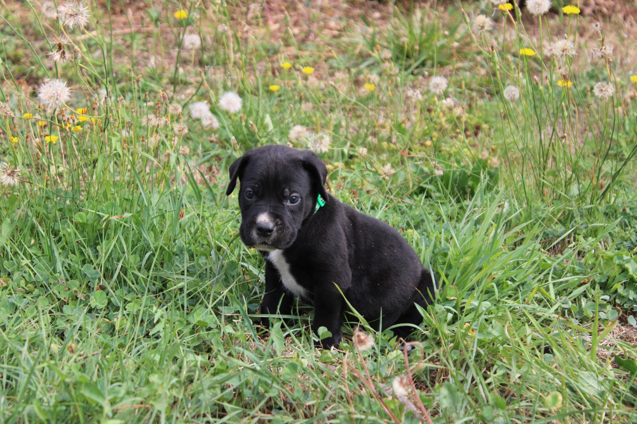 Image Cane Corso