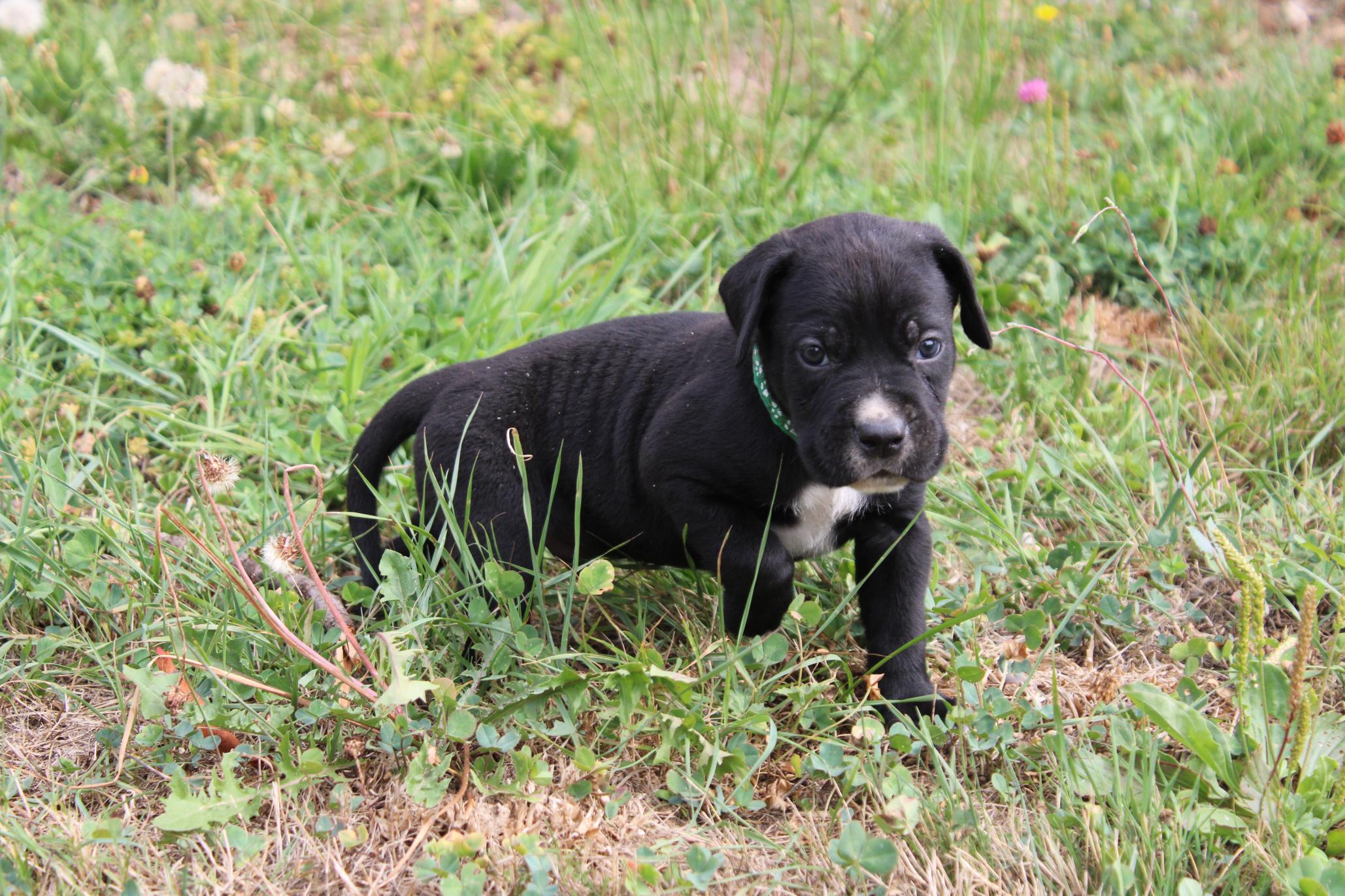 Image Cane Corso
