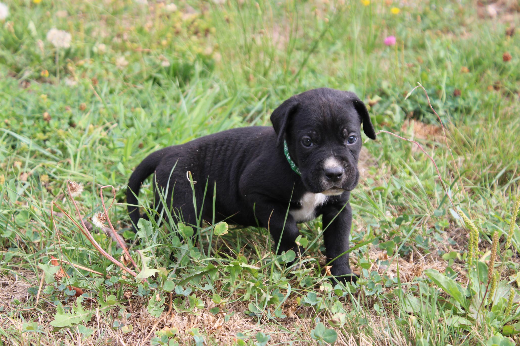 Image Cane Corso