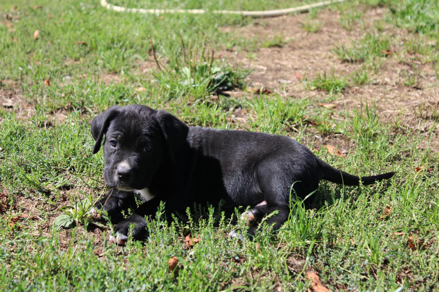 Image Cane Corso