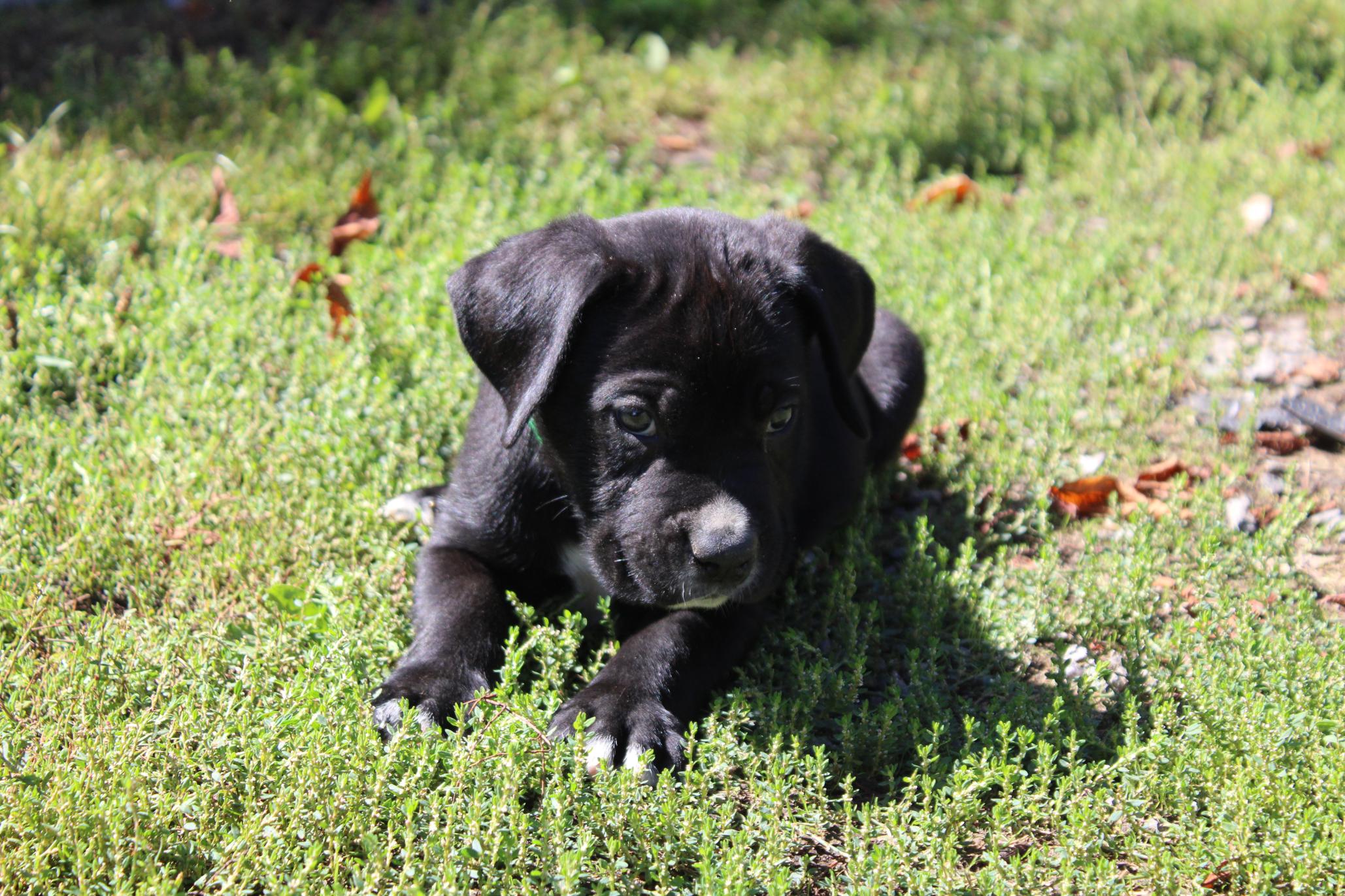 Image Cane Corso