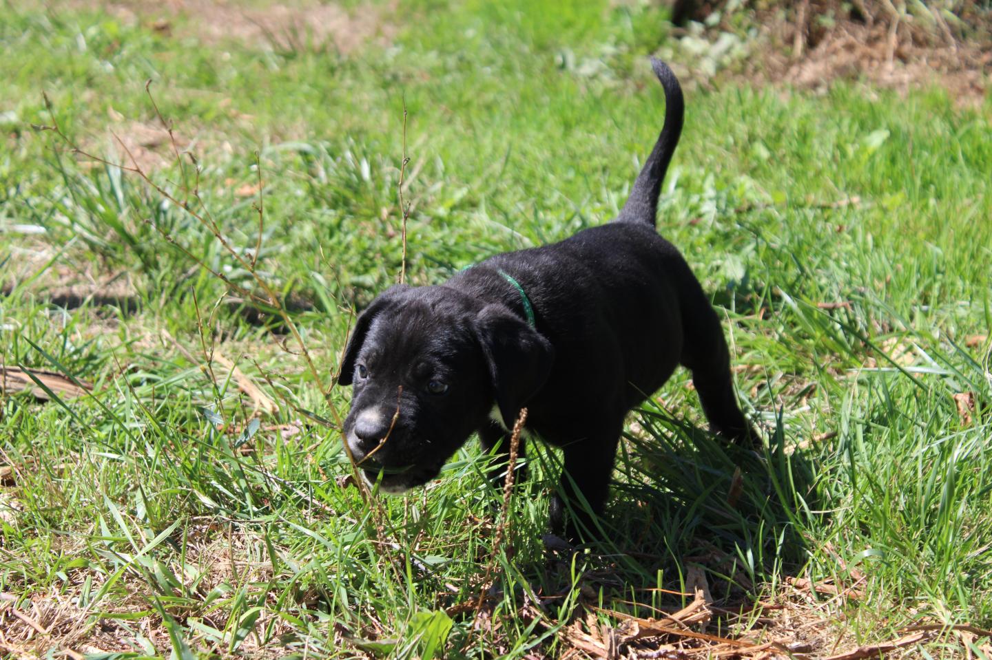 Image Cane Corso