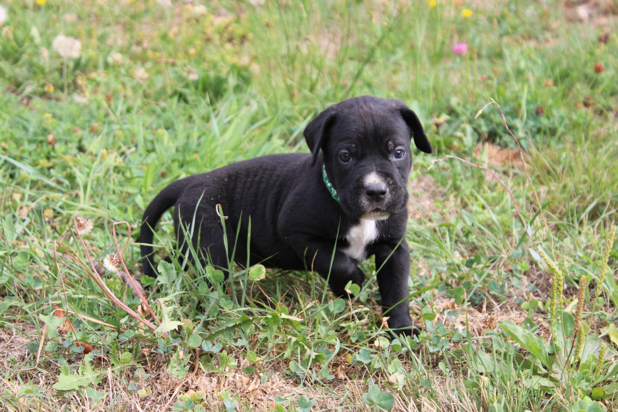 Image Cane Corso