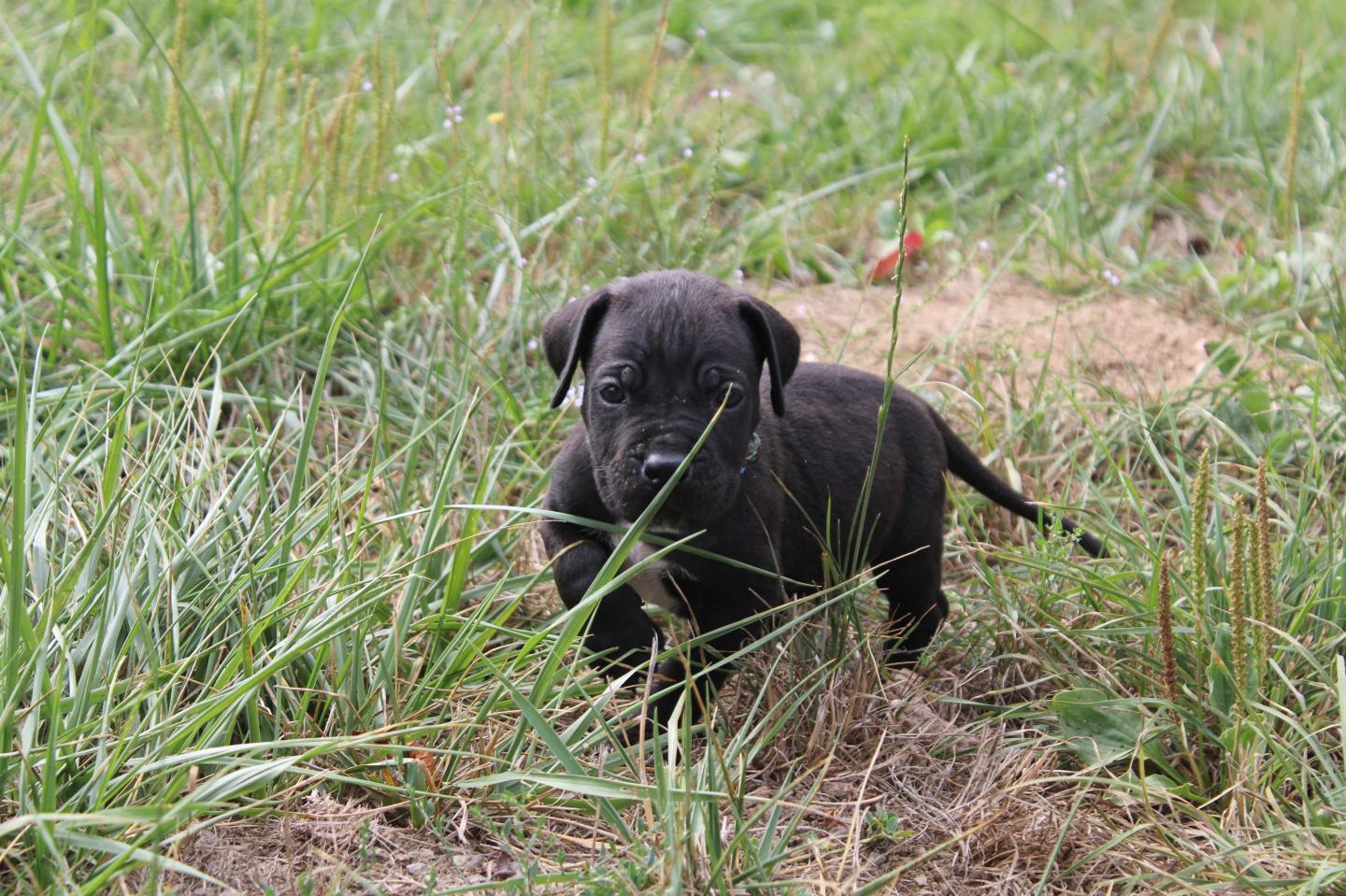 Image Cane Corso