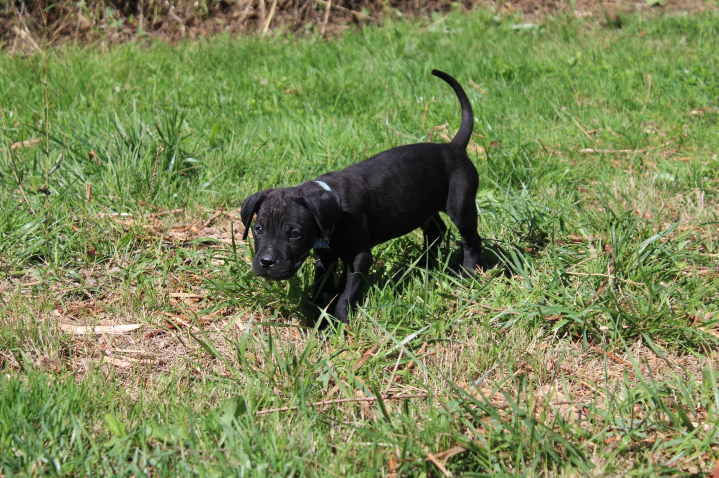 Image Cane Corso