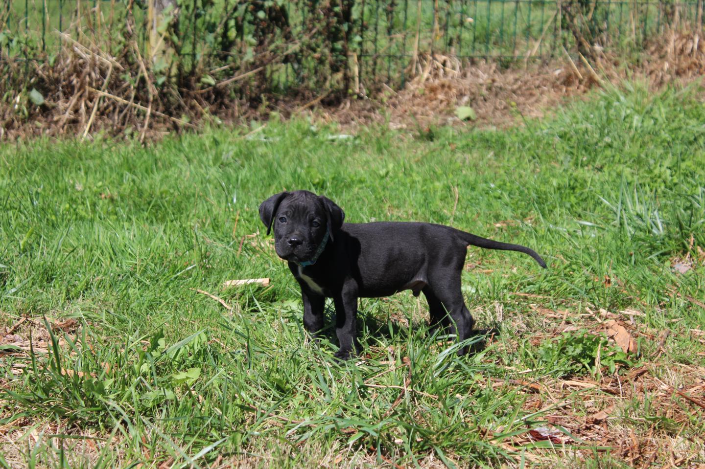 Image Cane Corso
