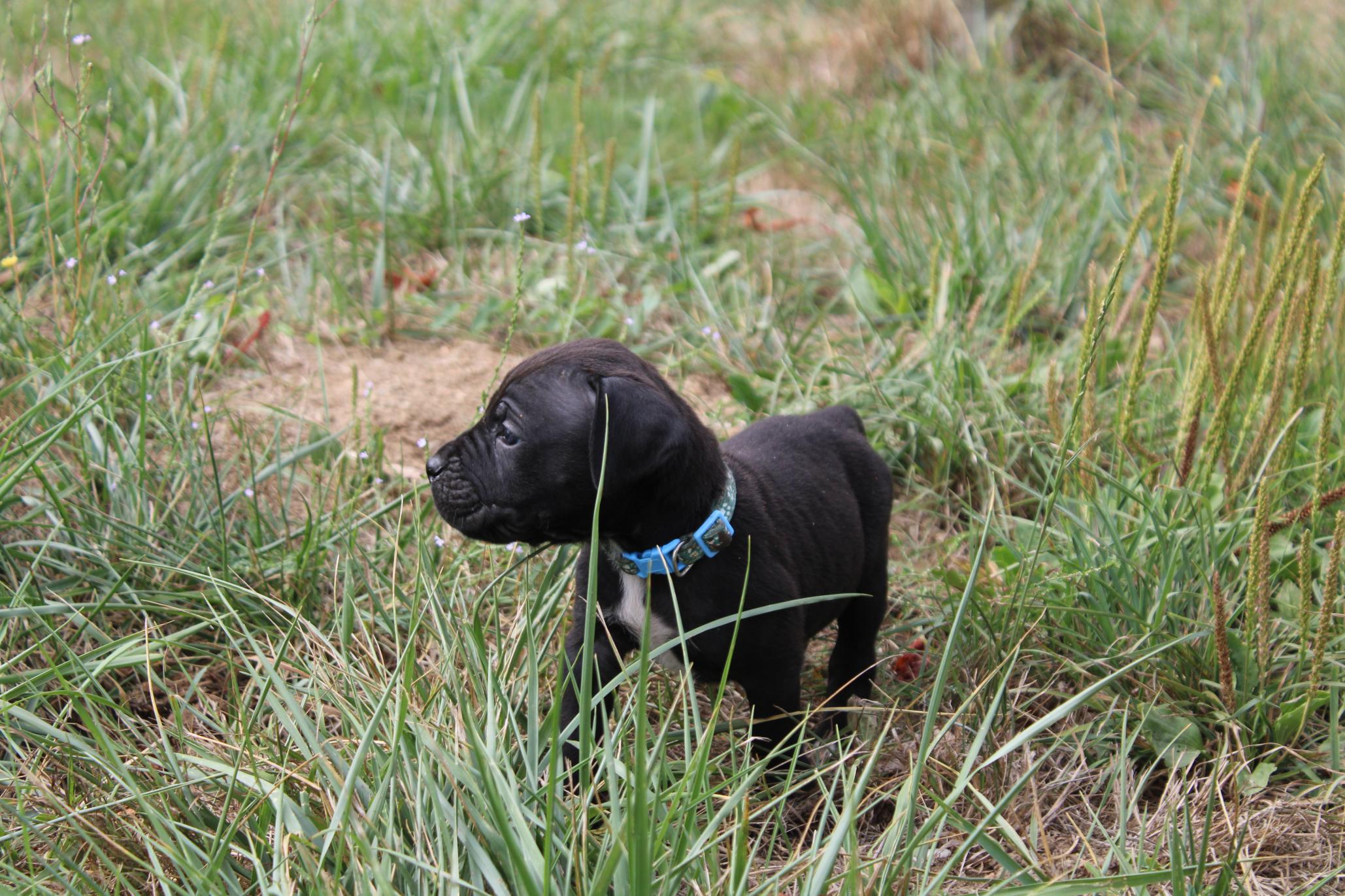 Image Cane Corso