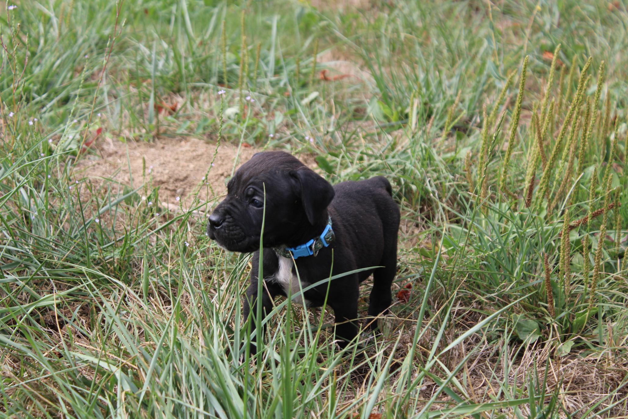 Image Cane Corso