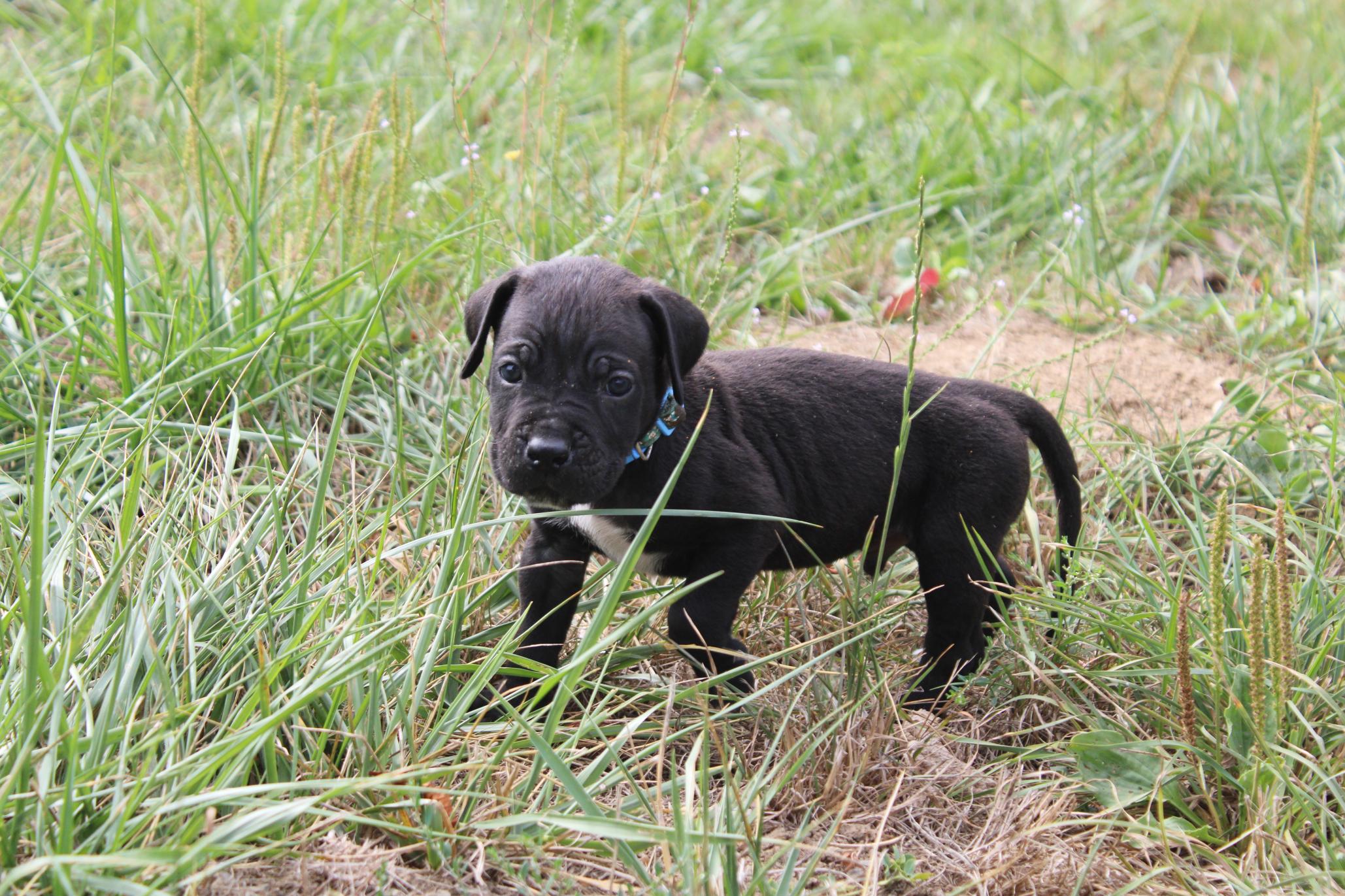 Image Cane Corso