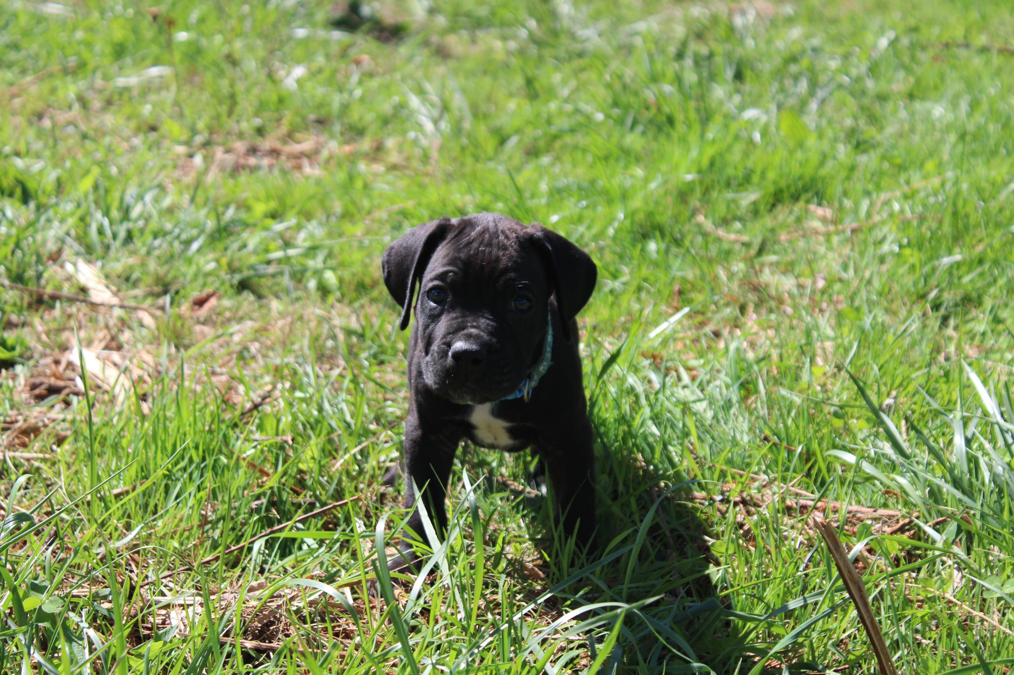 Image Cane Corso