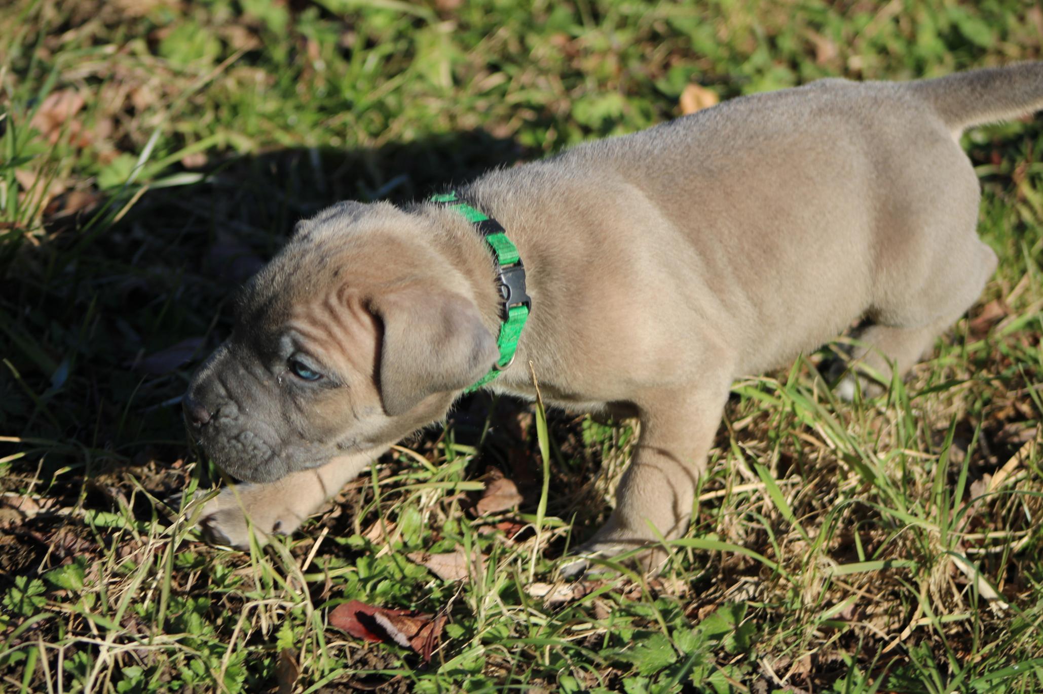 Image Cane Corso