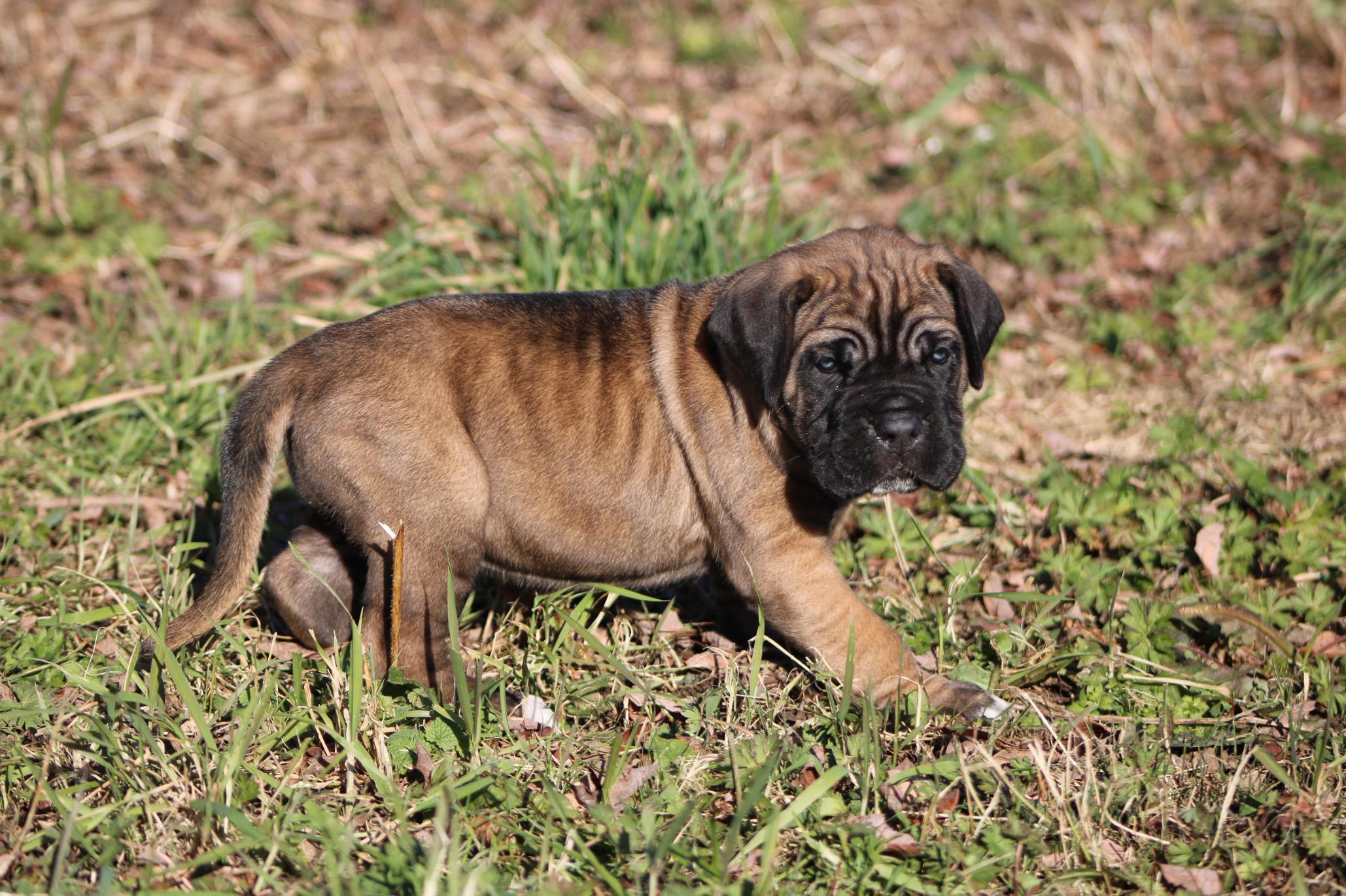 Image Cane Corso