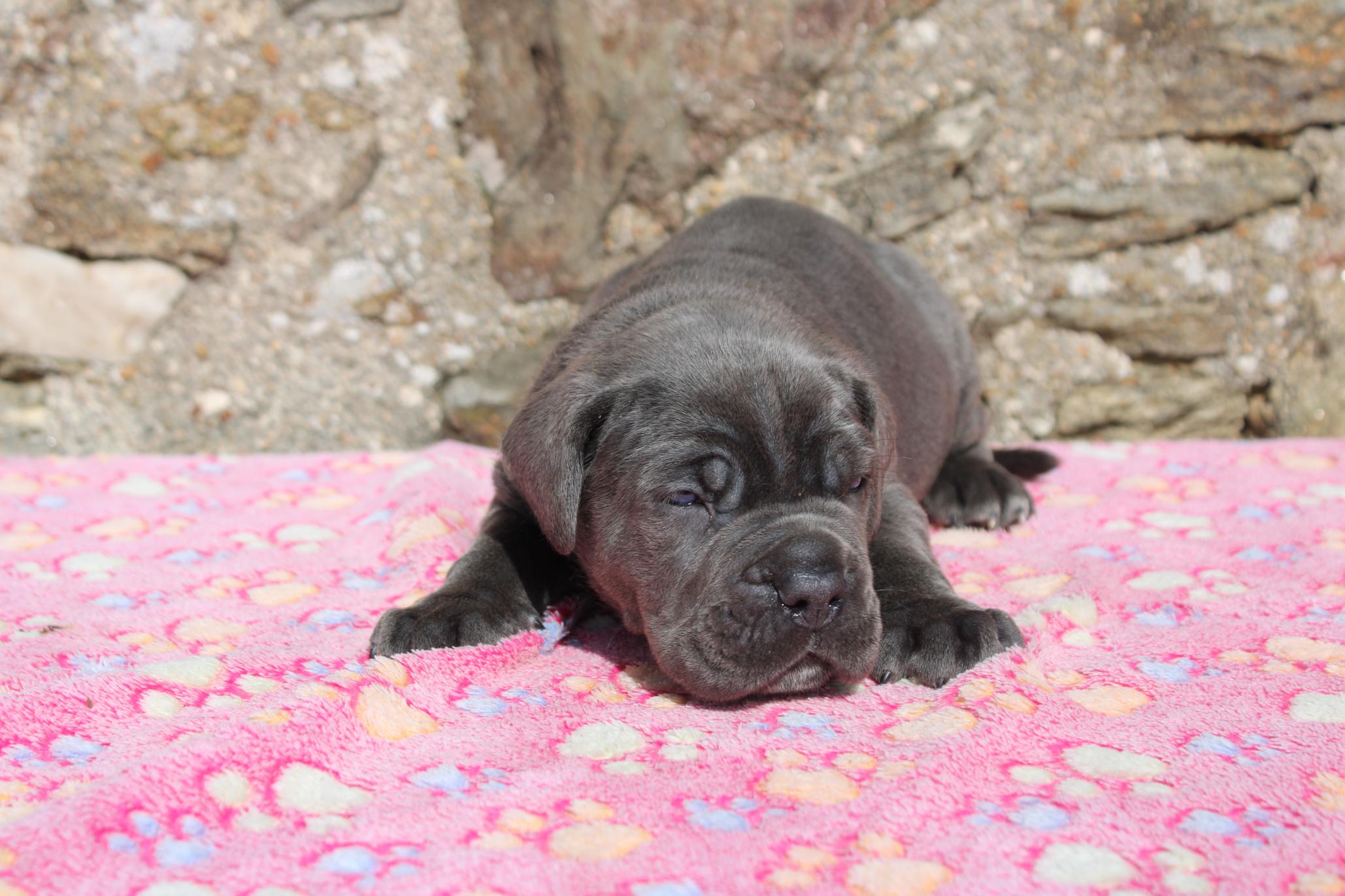 Image Cane Corso