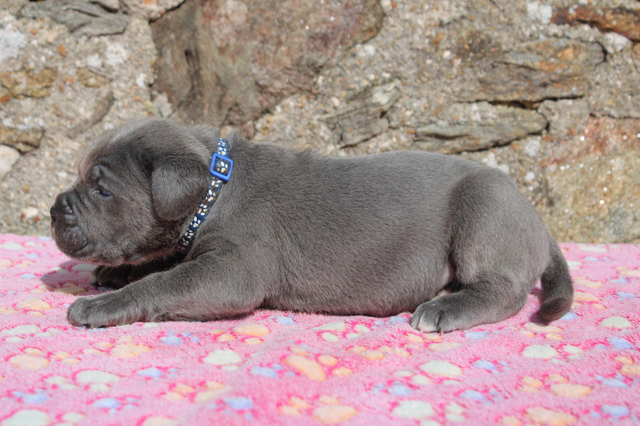 Image Cane Corso